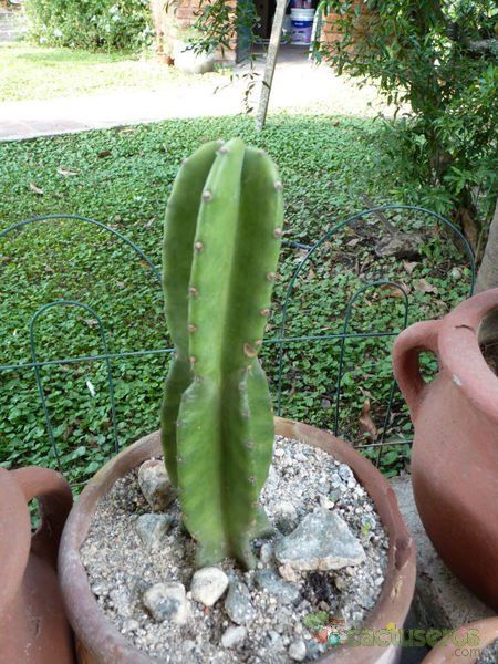 A photo of Cereus jamacaru