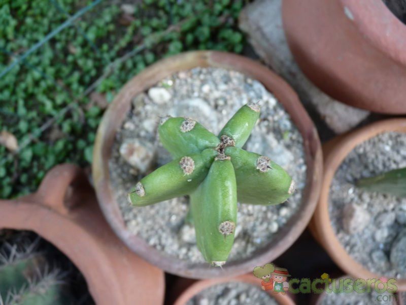 A photo of Cereus jamacaru