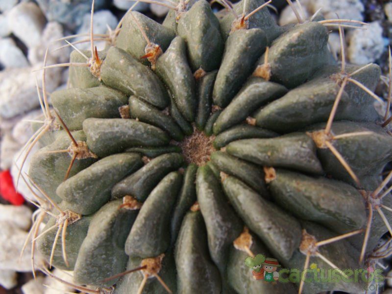 A photo of Echinopsis maximiliana