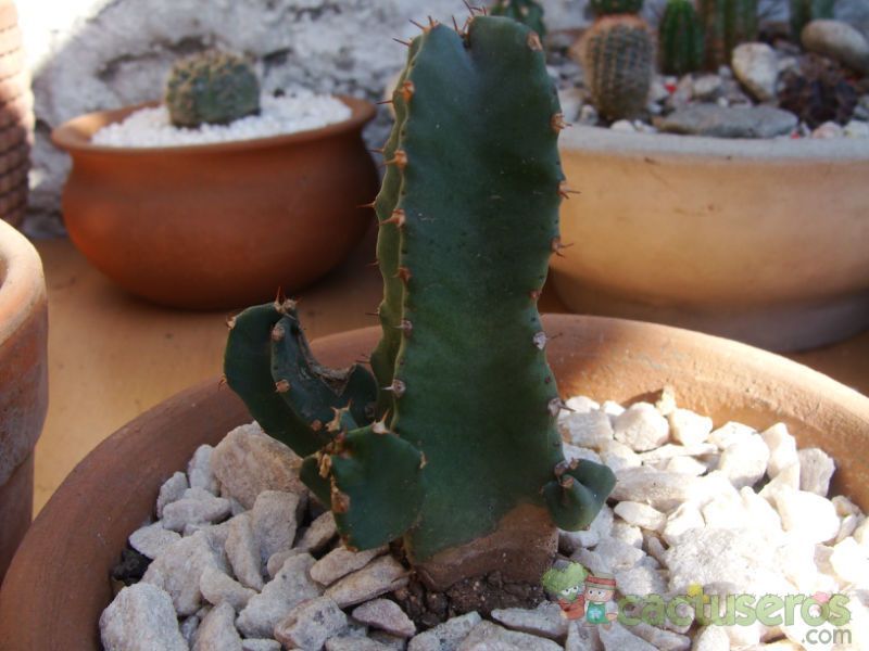 Una foto de Euphorbia resinifera