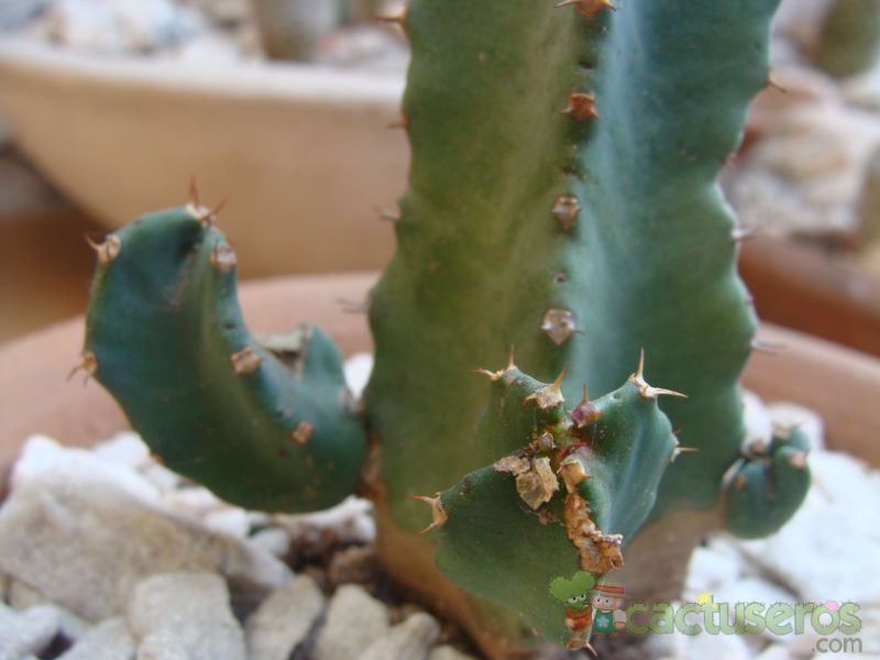 Una foto de Euphorbia resinifera