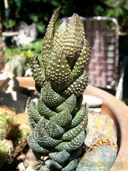 A photo of Haworthia coarctata