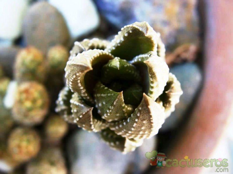 A photo of Haworthia coarctata