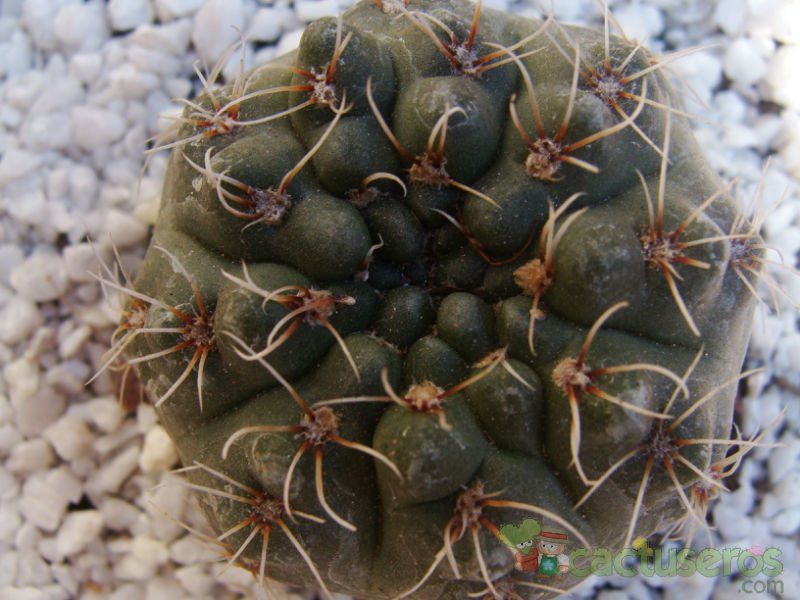 Una foto de Gymnocalycium baldianum
