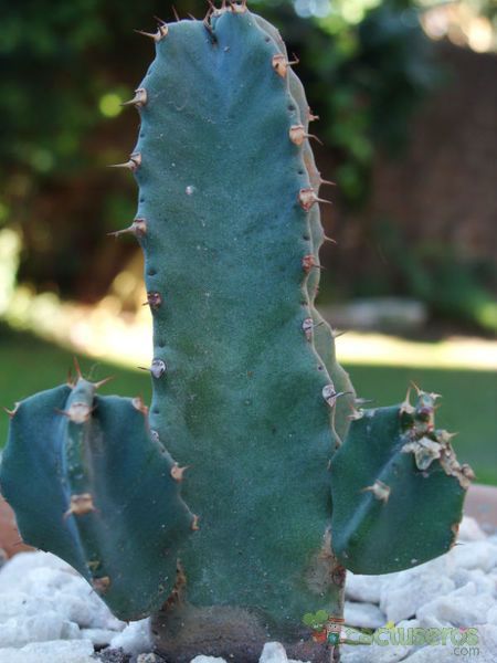 Una foto de Euphorbia resinifera