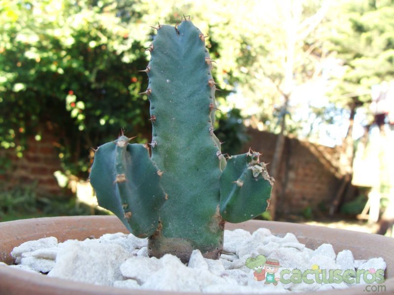 Una foto de Euphorbia resinifera