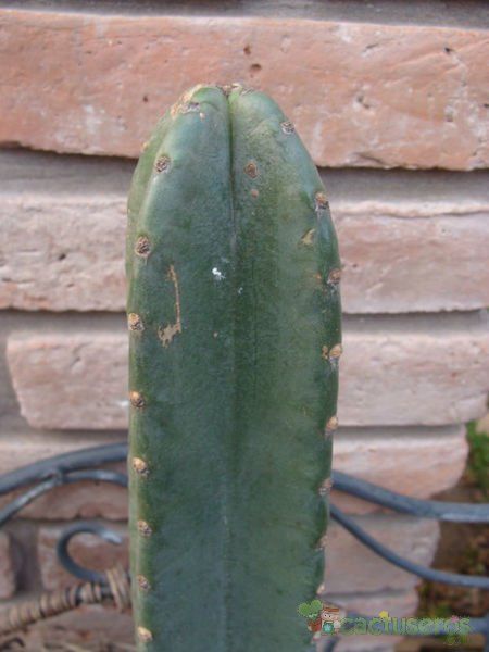 A photo of Echinopsis scopulicola