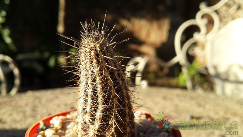 A photo of Echinopsis mirabilis