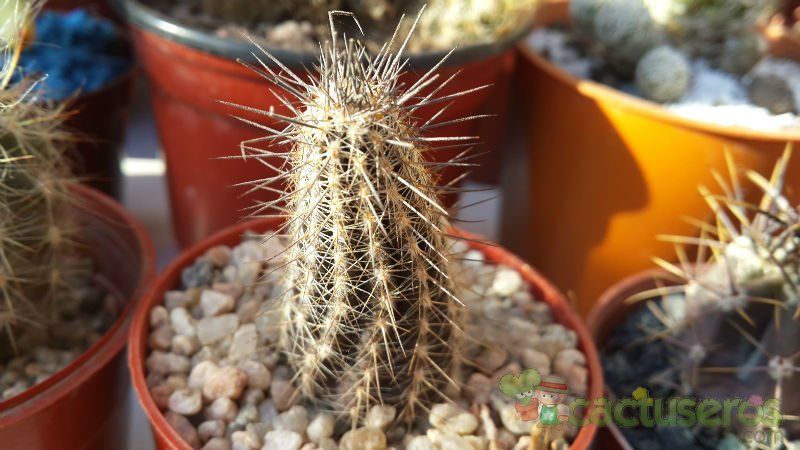 A photo of Echinopsis mirabilis