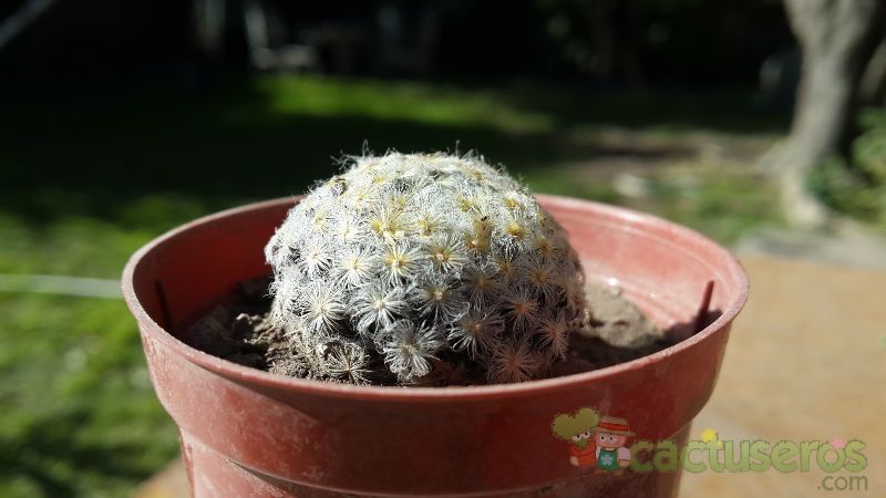 Una foto de Mammillaria schiedeana