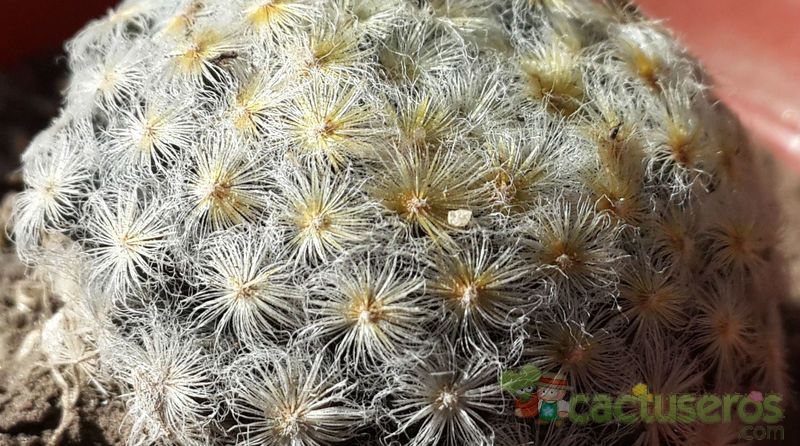 Una foto de Mammillaria schiedeana