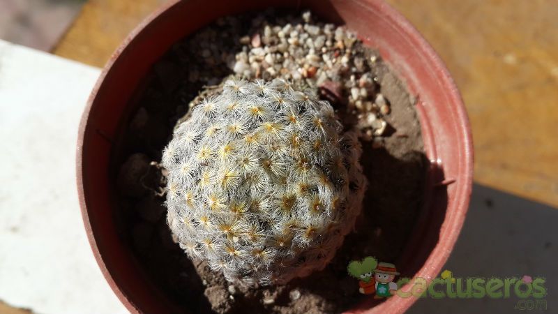 Una foto de Mammillaria schiedeana