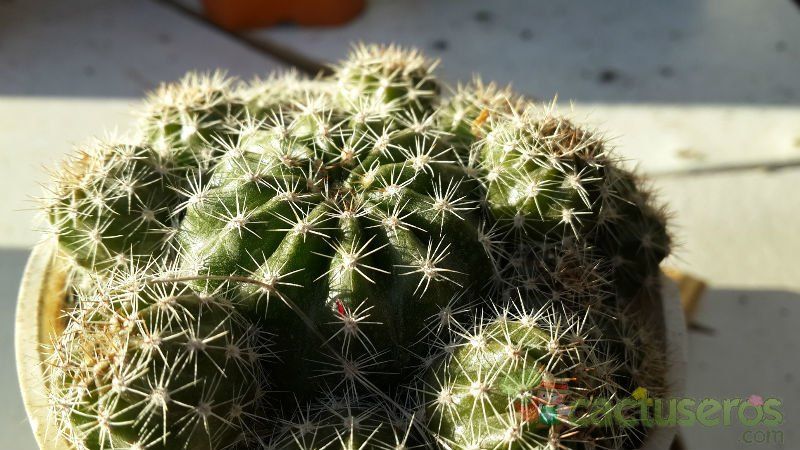 A photo of Echinopsis boyuibensis