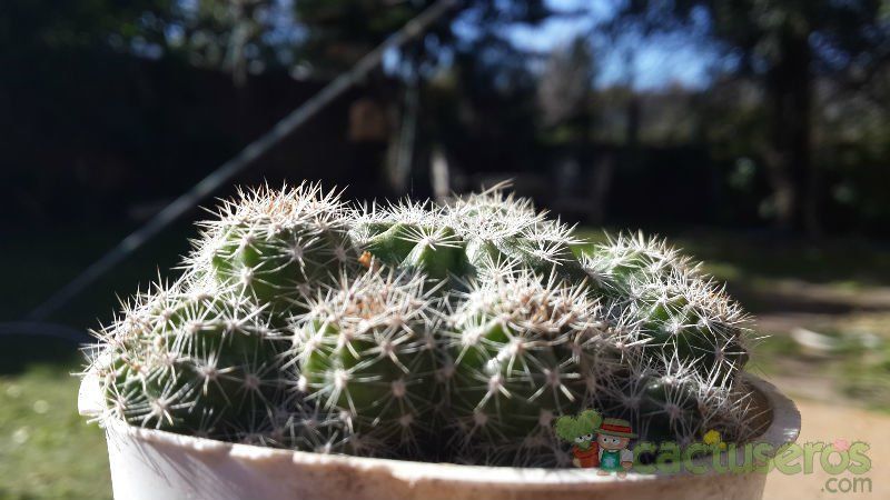 A photo of Echinopsis boyuibensis