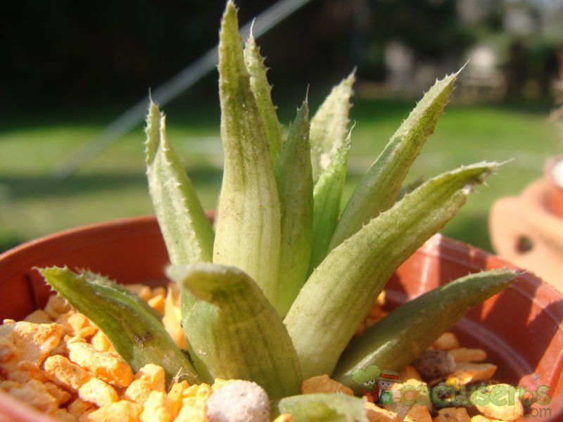 Una foto de Haworthia chloracantha  