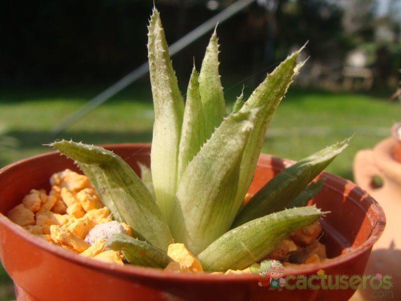 Una foto de Haworthia chloracantha  