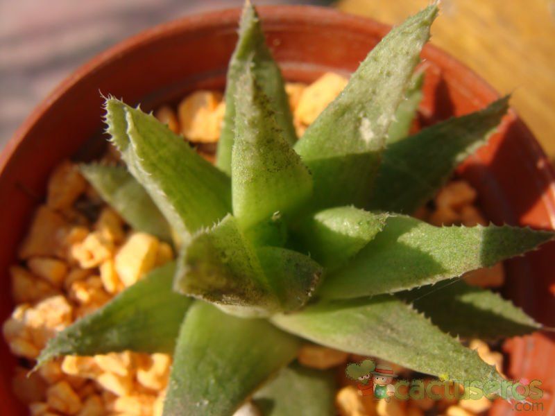 Una foto de Haworthia chloracantha  