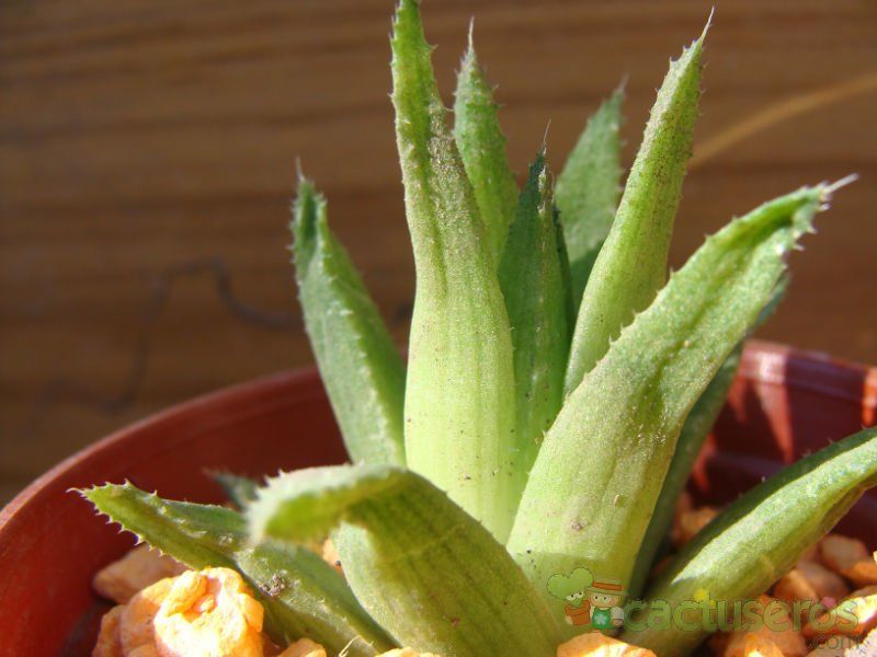 Una foto de Haworthia chloracantha  
