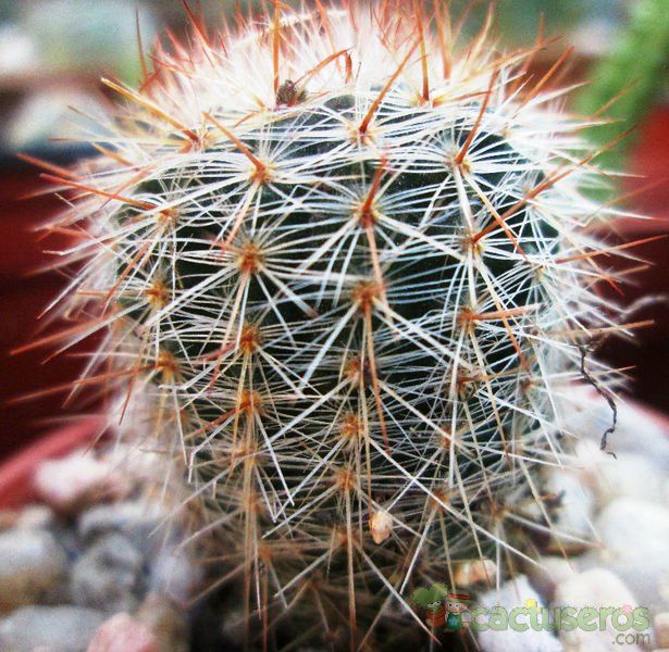 Una foto de Parodia erubescens