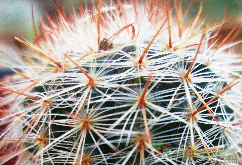 Una foto de Parodia erubescens