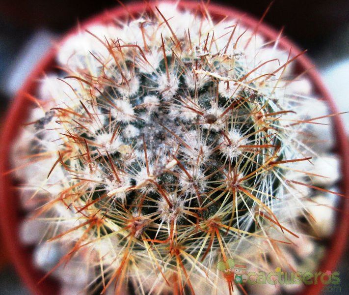 Una foto de Parodia erubescens