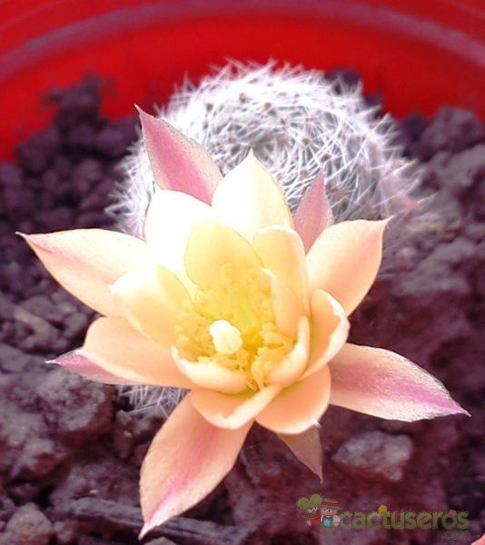 A photo of Rebutia heliosa x pulvinosa cv. sunrise (HIBRIDO)