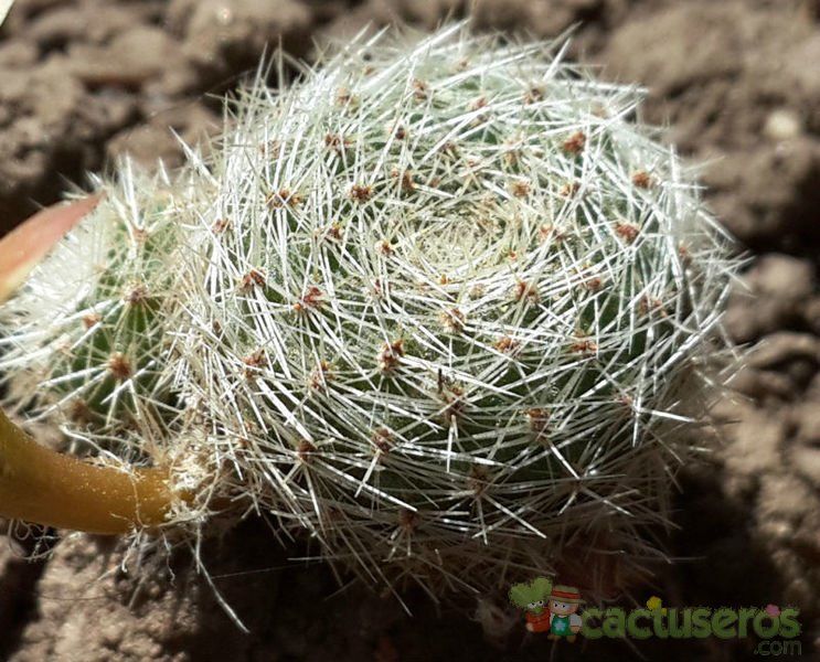 A photo of Rebutia heliosa x pulvinosa cv. sunrise (HIBRIDO)