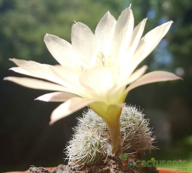 A photo of Rebutia heliosa x pulvinosa cv. sunrise (HIBRIDO)