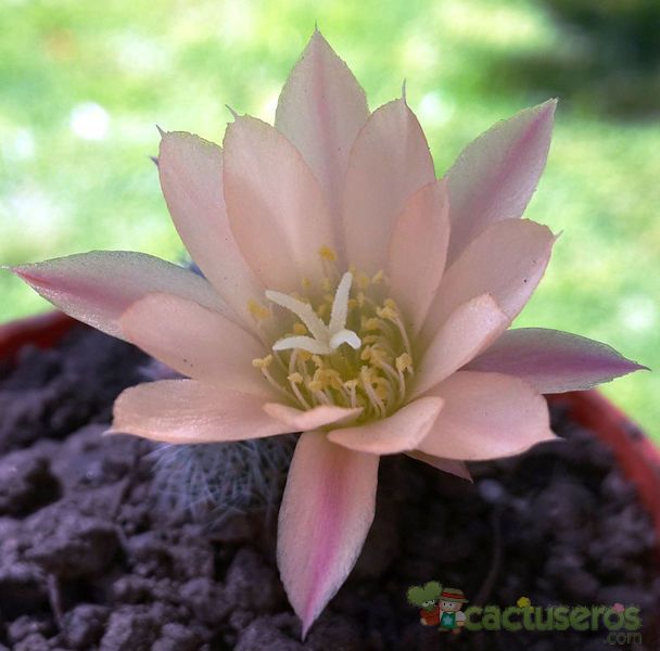 A photo of Rebutia heliosa x pulvinosa cv. sunrise (HIBRIDO)