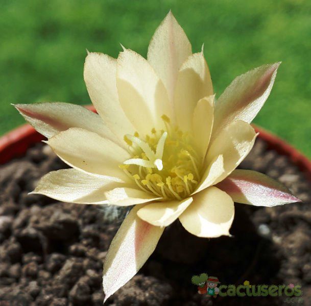 A photo of Rebutia heliosa x pulvinosa cv. sunrise (HIBRIDO)