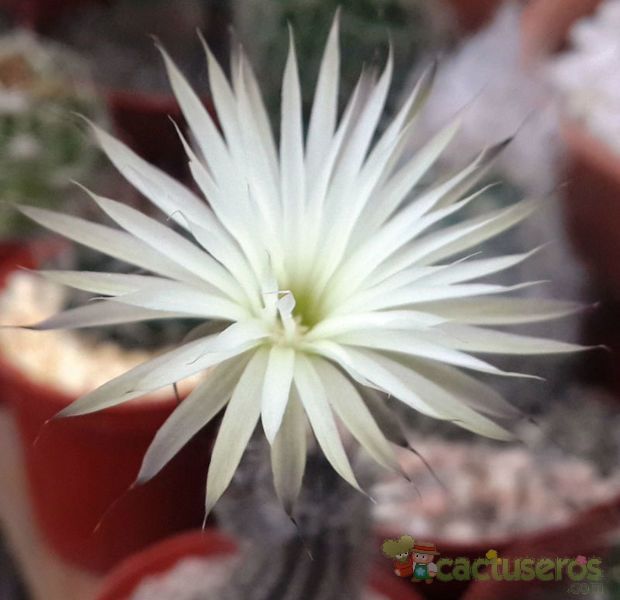 A photo of Echinopsis mirabilis
