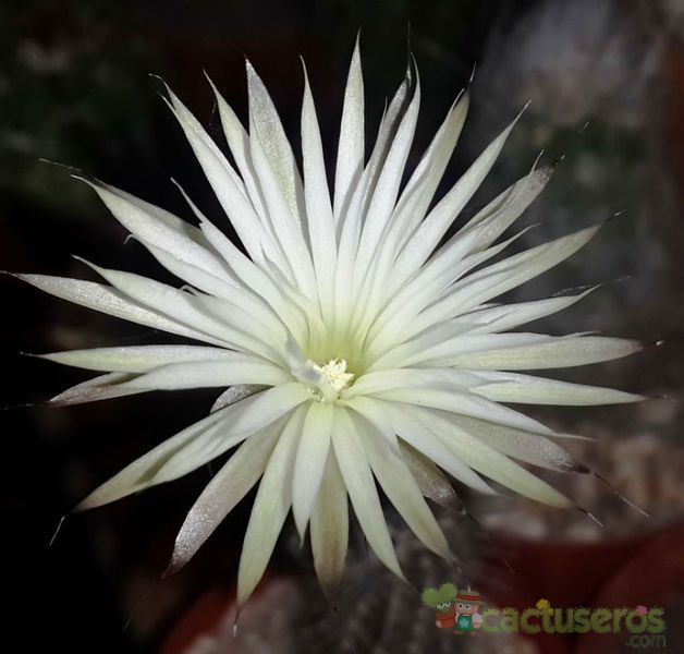 A photo of Echinopsis mirabilis