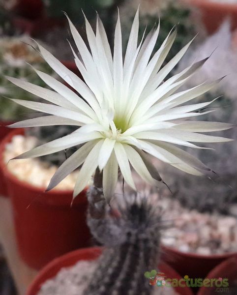A photo of Echinopsis mirabilis