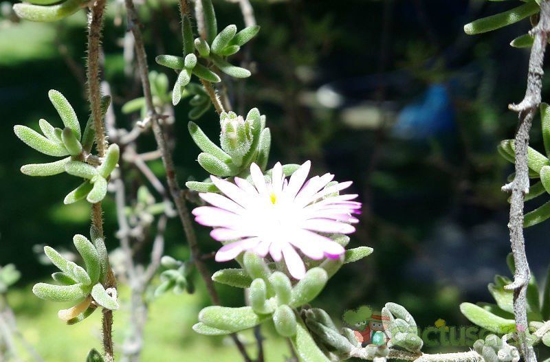 Una foto de Drosanthemum floribundum