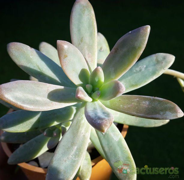 Una foto de Graptosedum cv. Francesco Baldi