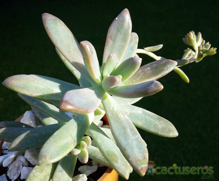 Una foto de Graptosedum cv. Francesco Baldi