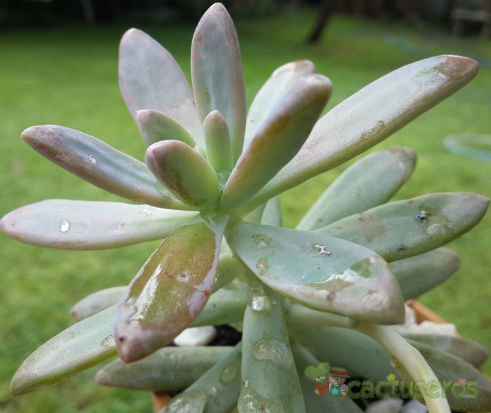 Una foto de Graptosedum cv. Francesco Baldi