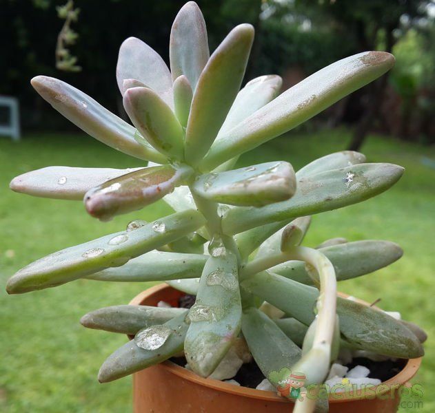 Una foto de Graptosedum cv. Francesco Baldi