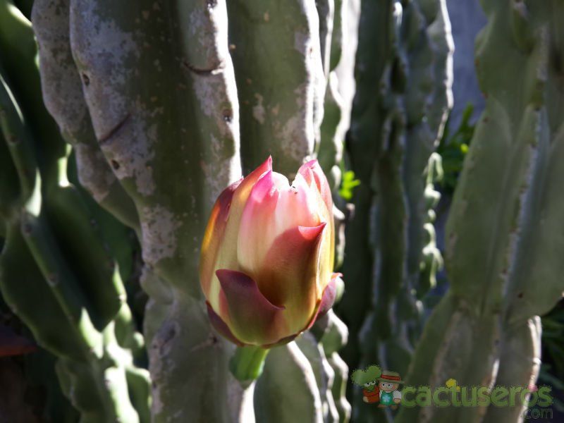A photo of Cereus jamacaru