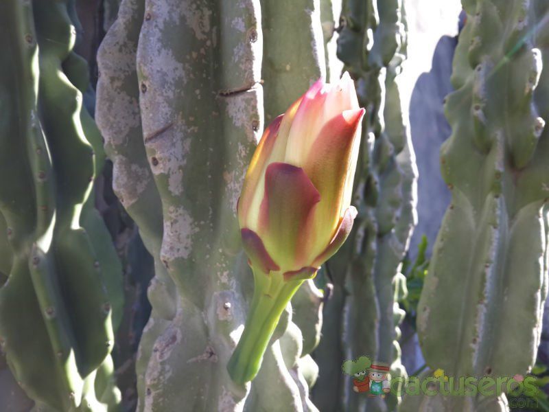 A photo of Cereus jamacaru