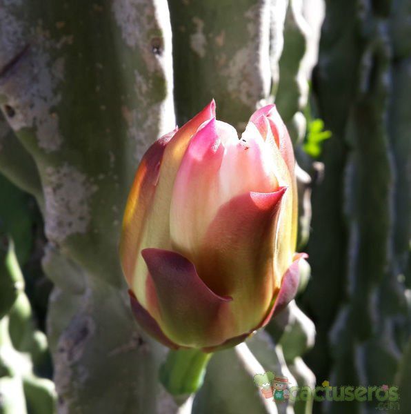 A photo of Cereus jamacaru