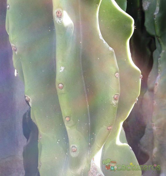 A photo of Cereus jamacaru