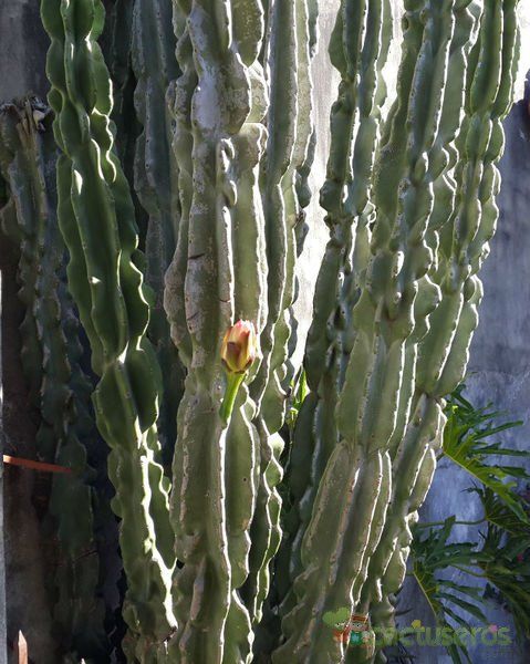A photo of Cereus jamacaru