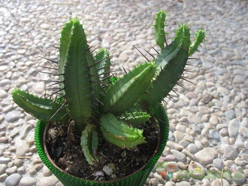 Una foto de Euphorbia enopla