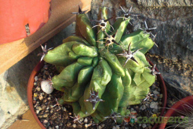 A photo of Ferocactus peninsulae fma. brevispina