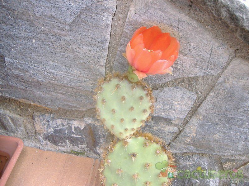 A photo of Opuntia aciculata