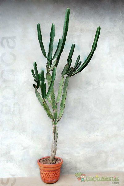 A photo of Euphorbia candelabrum