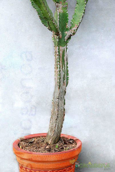 A photo of Euphorbia candelabrum