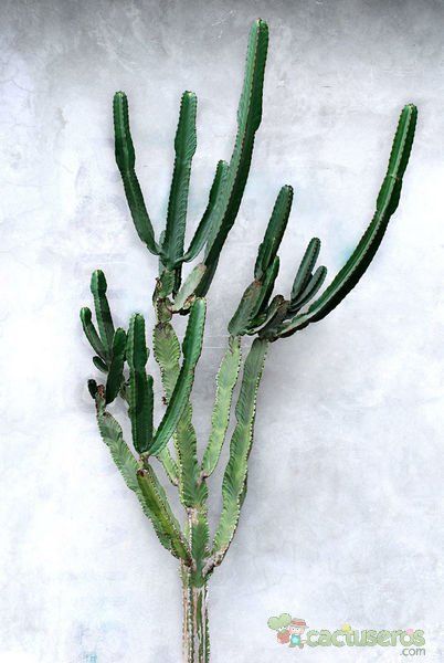 A photo of Euphorbia candelabrum
