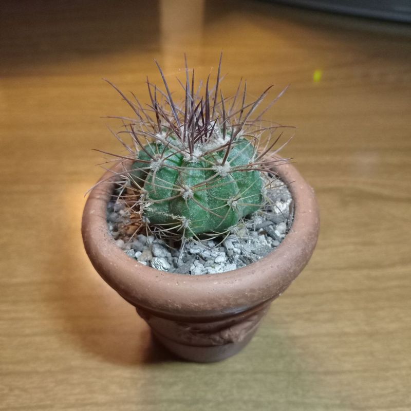 Photo of a cactus currently being identified